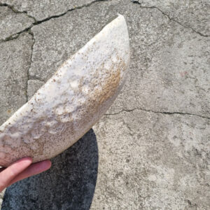 Alternative view of Salaterka bardzo bardzo duża – seria Stone